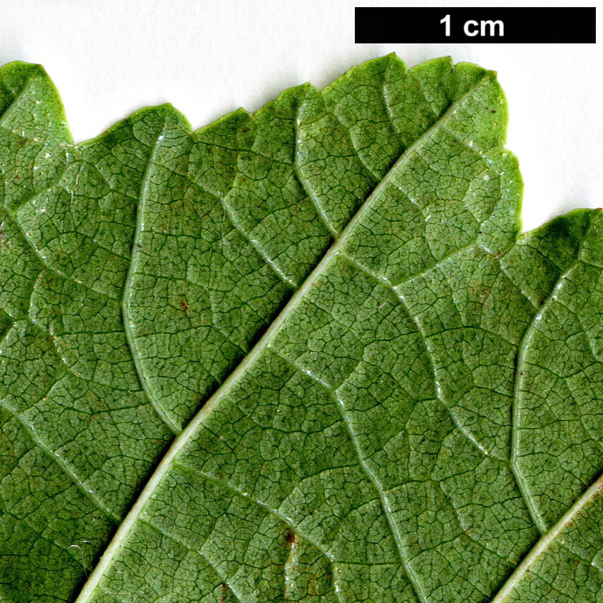 High resolution image: Family: Betulaceae - Genus: Alnus - Taxon: glutinosa - SpeciesSub: subsp. betuloides